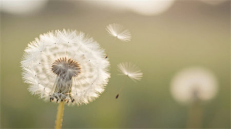 Dandelion seeds on blurred background. Soft focus, shallow DOF.