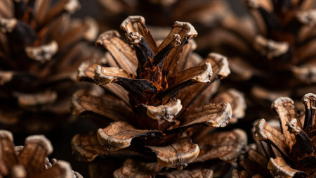 Pine cone close-up, macro photography, selective focus.