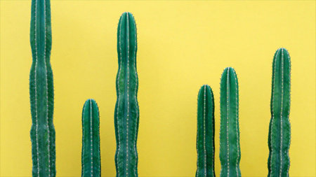 Green cactus on a yellow background. Minimalistic style.