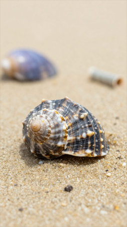 Shells on the beach with a cigarette in the sand, close up