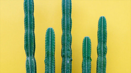 Green cactus on yellow background. Minimal concept. Flat lay.