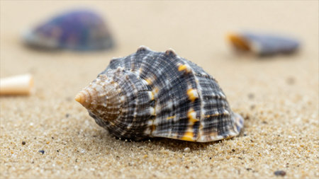 Sea shell on the sand, close-up, selective focus.