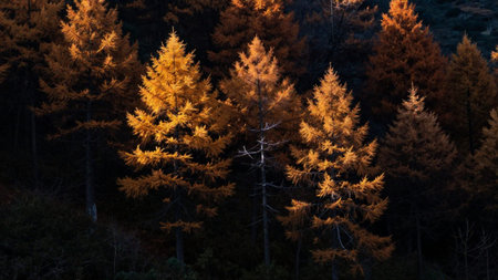 Larch trees in the autumn forest at sunset. Beautiful nature background
