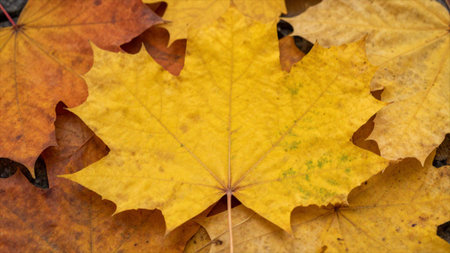Autumn maple leaves on the ground. Autumn background. Autumn background.
