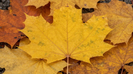 Autumn maple leaves on the ground. Autumn background. Top view.