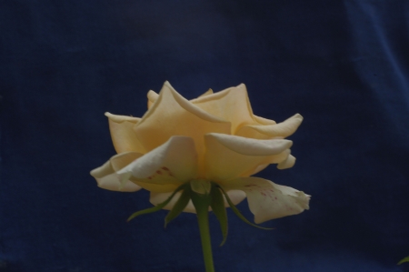 Flowerの写真素材