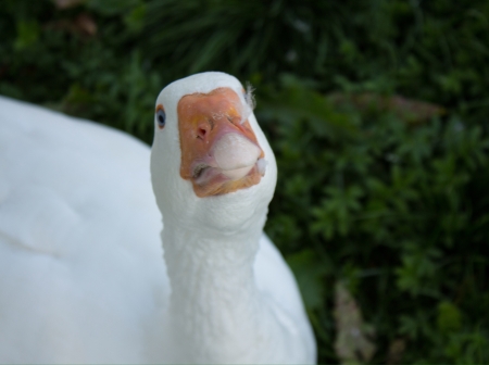 White funny face gooseの素材