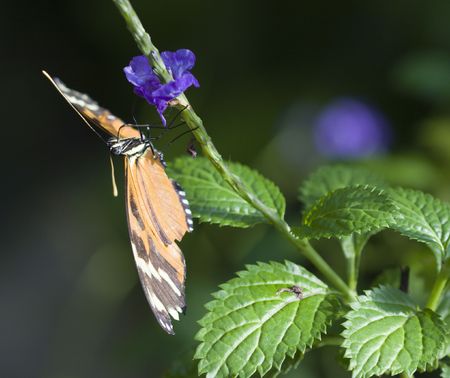 Beautiful Butterfly