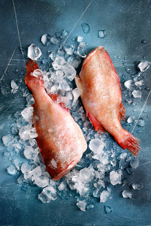 Whole raw organic fish sea perch on ice cubes on a dark blue slate or stone background.Top view with...