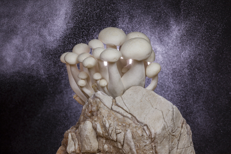 white mushroom on the rock with water sprayの写真素材