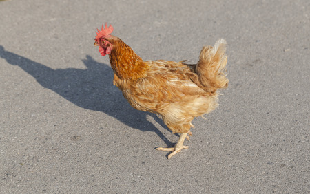 Chicken on roadの写真素材