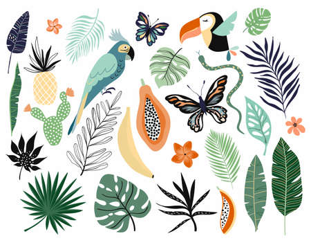 Tropical abstract elements collection isolated on whiteのイラスト素材