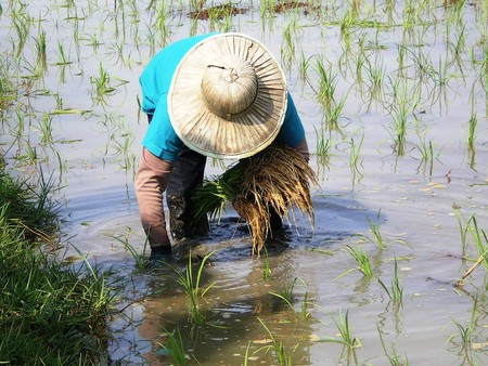 Thai Rice Field.Planting of rice in Thailand in January 2014. A person plants rice in some parts of the paddy fieldのeditorial素材