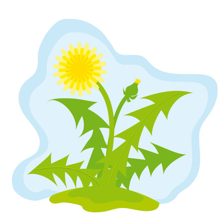 Two yellow dandelions on a meadowのイラスト素材