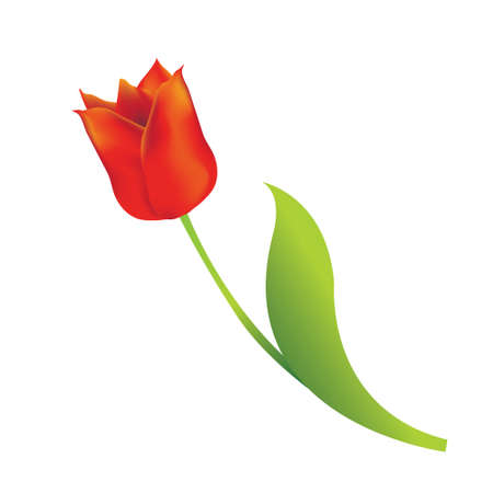 Red tulip on white backgroundのイラスト素材