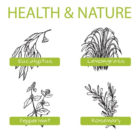 Handdrawn Set - Health and Nature. Collection of Medicine Herbs. Labels for Essential Oils and Natural Supplements. Lemongrass, Eucalyptus, Peppermint, Rosemaryのイラスト素材