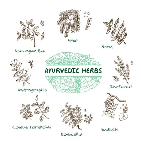 Handdrawn Set - Health and Nature. Collection of Ayurvedic Herbs. Natural Supplements. Coleus forskohlii, Andrographis, Guduchi, Amla, Neem, Boswellia, Shatavari, Ashwagandhaのイラスト素材