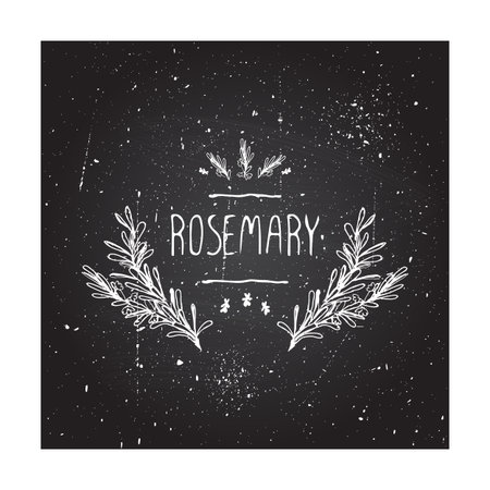 Herbs and Spices Collection - Rosemary. Hand-sketched typographic element on chalkboard background. Suitable for ads, signboards, packaging and identity designsのイラスト素材