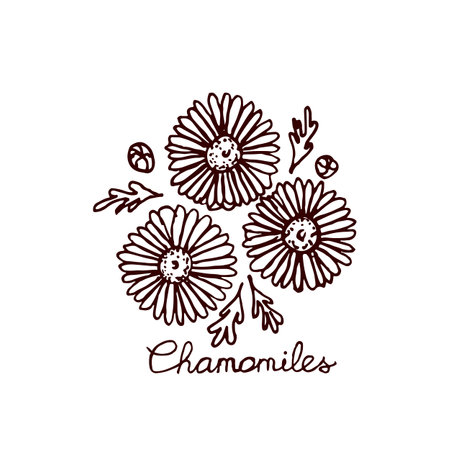 Handsketched bouquet of chamomiles.  Floral label.  Suitable for ads, signboards, identity and wedding designsのイラスト素材