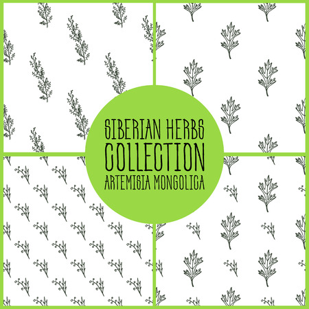 Artemisia mongolica - Siberian herbs pattern collection. Handdrawn Illustration - Health and Nature Setのイラスト素材