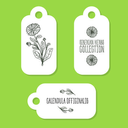 Calendula officinalis - Siberian herbs. Handdrawn Illustration - Health and Nature Set of Tagsのイラスト素材