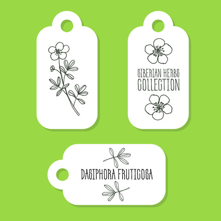 Dasiphora fruticosa - Siberian herbs. Handdrawn Illustration - Health and Nature Set of Tagsのイラスト素材