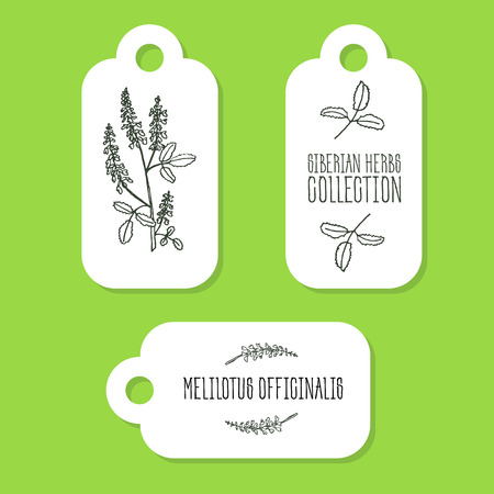 Melilotus officinalis - Siberian herbs. Handdrawn Illustration - Health and Nature Set of Tagsのイラスト素材