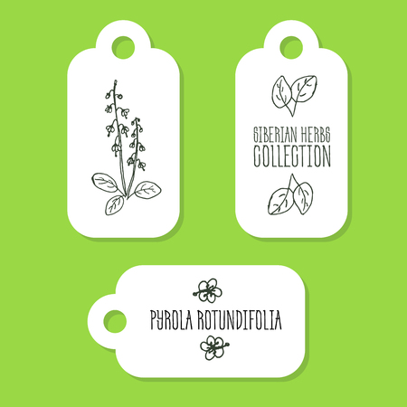 Pyrola rotundifolia - Siberian herbs. Handdrawn Illustration - Health and Nature Set of Tagsのイラスト素材