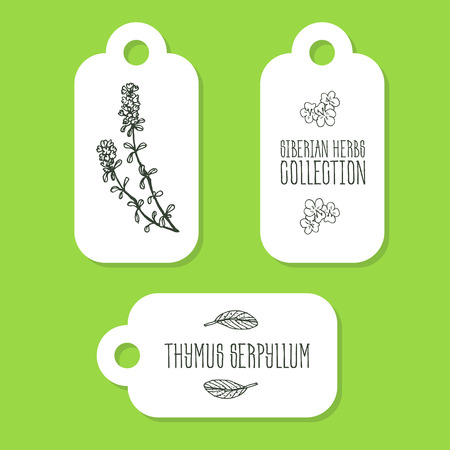 Thymus serpyllum - Siberian herbs. Handdrawn Illustration - Health and Nature Set of Tagsのイラスト素材