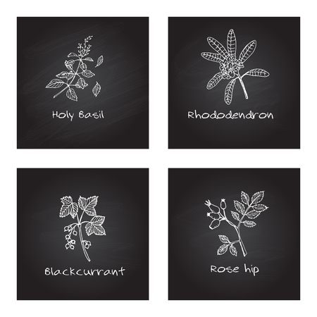 Handdrawn Illustration - Health and Nature Set. Collection of Medicinal Herbs on Chalkboard Background. Natural Supplements. Holy Basil, Rhododendron, Rose hip, Blackcurrantのイラスト素材