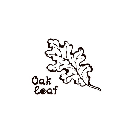 Hand Drawn Oak Leaf with Handwritten Textのイラスト素材