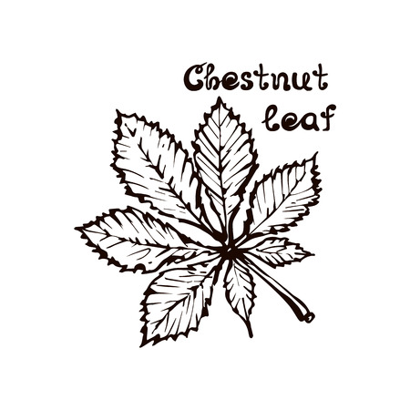Hand Drawn Chestnut Leaf with Handwritten Textのイラスト素材