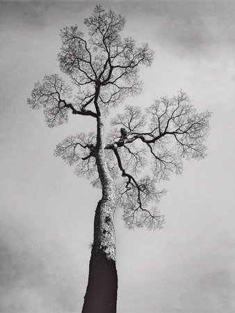 A dry tree against a cloudy sky, viewed from below upwards. Black and white photo. Sadness and loneliness. Winter.の写真素材