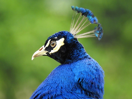 Head of a peacock on green blurred background. Very majestic and elegant.の写真素材