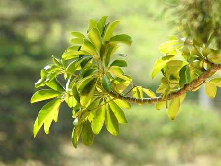 Branch of green leaves of a tree, well lit by the sun. Blurred green background.の写真素材