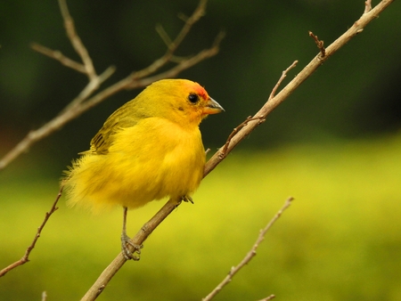 Cute small yellow canary on a tree branch. The bird is perched on a branch.の写真素材