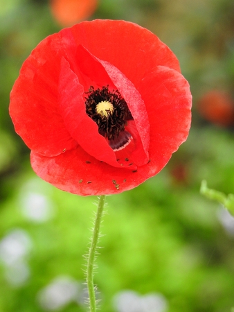 Red flower (poppy) on blurry green backgroundの写真素材