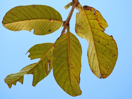 Some imperfect green leaves in autumn. Blue background.の写真素材