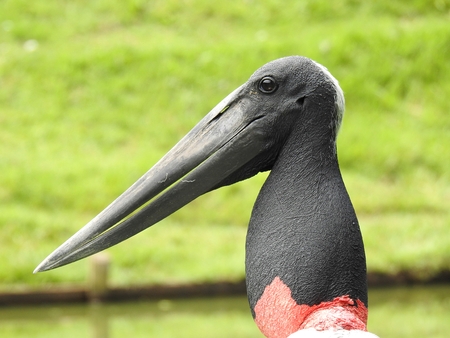 Close-up profile of Jabiru stork (Jabiru mycteria). In the background, green vegetation, blurred. Big and strange bird with large beak.の写真素材
