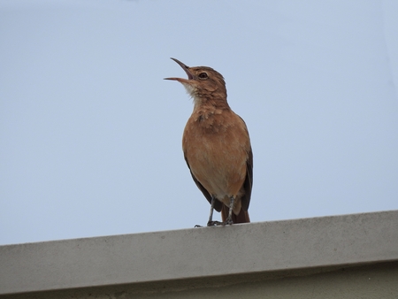 Close-up of a rufous hornero bird (Furnarius rufus) singing, perched on a wall, against a gray sky. There is room for text.の写真素材