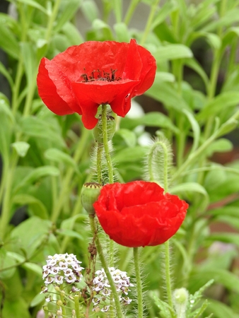 Two red poppies stand out amid the green foliage.の写真素材