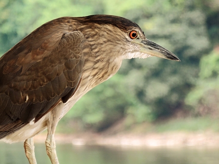 Close-up of Striated Heron (Butorides striatus). Beautiful bird. Blurred vegetation in the background.の写真素材