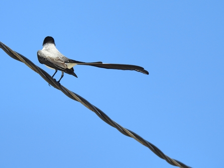 Rear view of a Fork-tailed Flycatcher (Tyrannus savannah) perched on a power cord against the blue sky. There's room for text.の写真素材