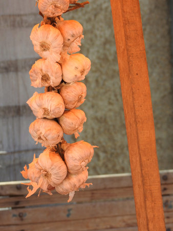 Cluster of garlic hanging on a wooden stick. Neutral background.の写真素材