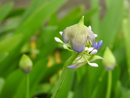 A flower of agapanthus (african lily) opening on a blurred green background. Bloom Season. Springtime.の写真素材