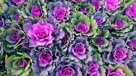 Top view of flowers blooms in autumnの写真素材