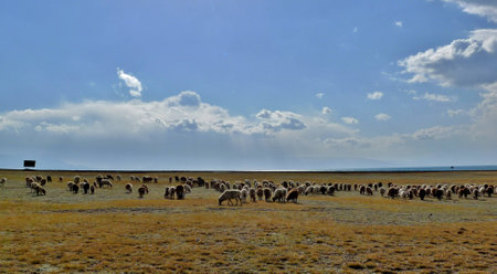 Flock of sheeps on the meadow, Near Sailimu Lake, Xinjiang, Chinaの写真素材