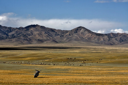 Flock of sheeps on the meadow, Near Sailimu Lake, Xinjiang, Chinaの写真素材