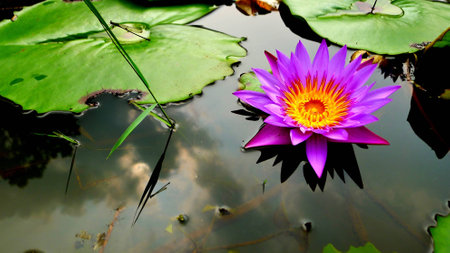 waterlily in the pond with sky reflected in waterの写真素材