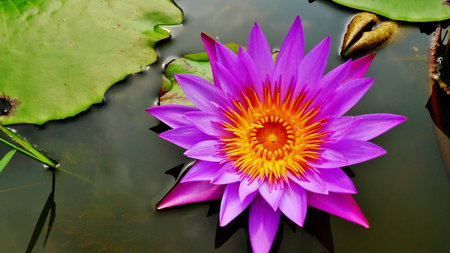 top view of waterlily in the pondの写真素材